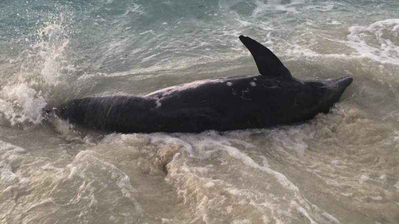 Temor en Ghana, aparecen más de 60 delfines muertos en sus playas 