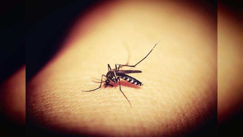 Michoacán, después de Colima es el estado con más casos de dengue en México 
