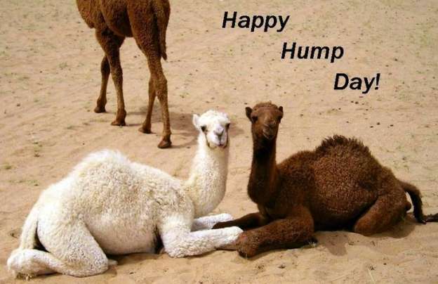Celebrá #HappyHumpDay  