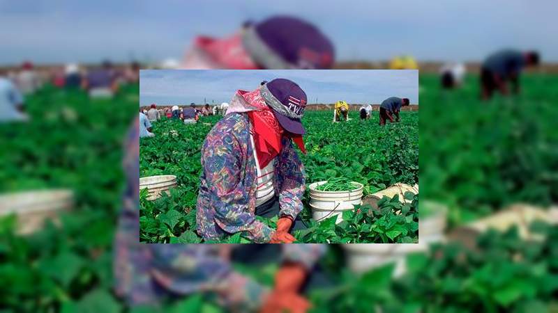 Revira México acusaciones laborales en el agro contra los EU 