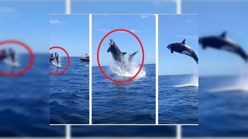 Delfín es atacado por una Orca para darlo de comida a sus crías  