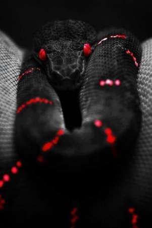 Cautivadoras fotografías de serpientes  - Foto 0 