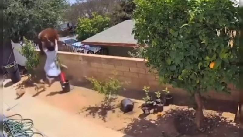 Captan en video a joven luchando con una Osa para defender a sus perros 