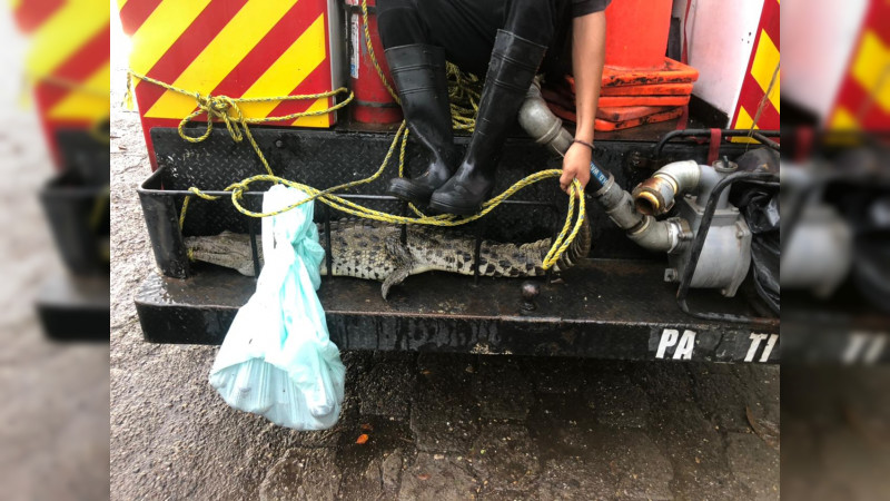 Reportan presencia de decenas de cocodrilos a causa de tormenta tropical en Lázaro Cárdenas