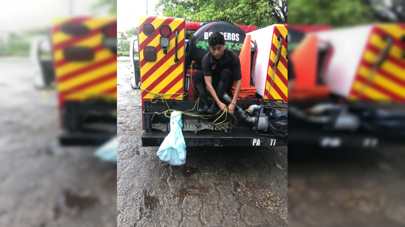 Reportan presencia de decenas de cocodrilos a causa de tormenta tropical en Lázaro Cárdenas