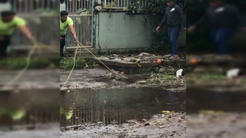 Reportan presencia de decenas de cocodrilos a causa de tormenta tropical en Lázaro Cárdenas