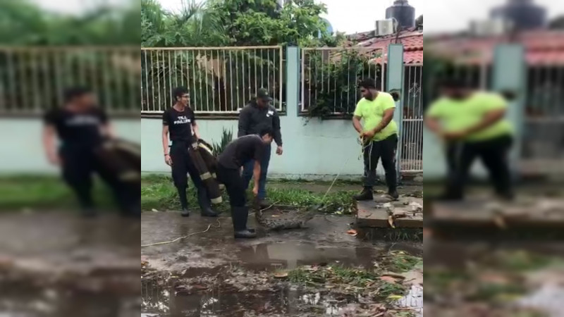 Reportan presencia de decenas de cocodrilos a causa de tormenta tropical en Lázaro Cárdenas
