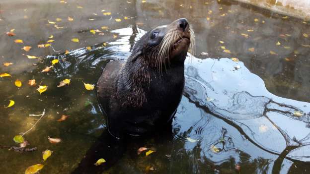 Trasladan a su hábitat natural en las Islas Galápagos en el Ecuador a lobo marino rescatado en Lazaro Cardenas - Foto 0 