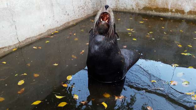 Trasladan a su hábitat natural en las Islas Galápagos en el Ecuador a lobo marino rescatado en Lazaro Cardenas - Foto 1 