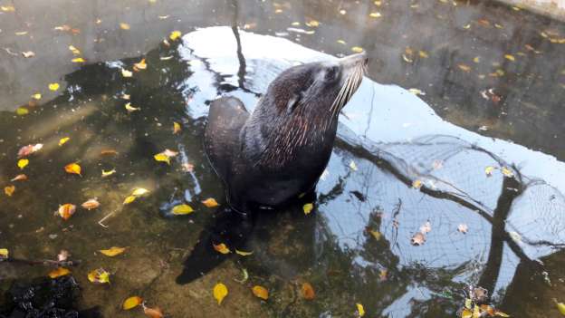 Trasladan a su hábitat natural en las Islas Galápagos en el Ecuador a lobo marino rescatado en Lazaro Cardenas - Foto 2 