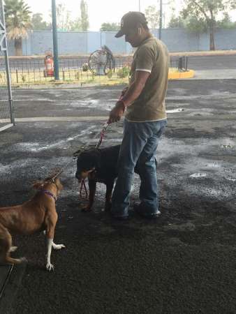 La Coordinación de Protección Civil y Bomberos de Morelia, refuerza su división canina de búsqueda y rescate 