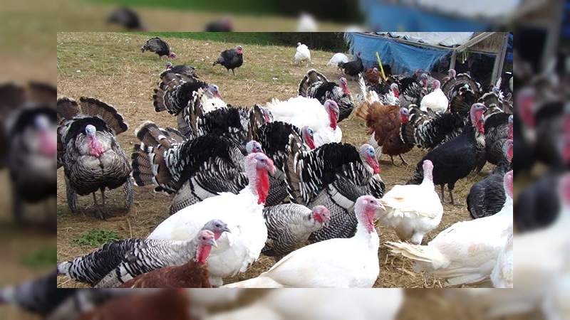 Michoacán produce 111 toneladas de carne de guajolote anualmente 