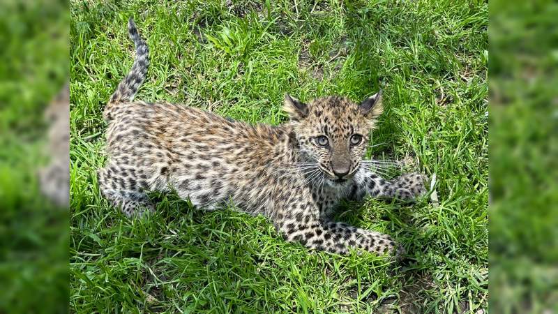 Nuevo ejemplar de leopardo en el Zoológico de Morelia