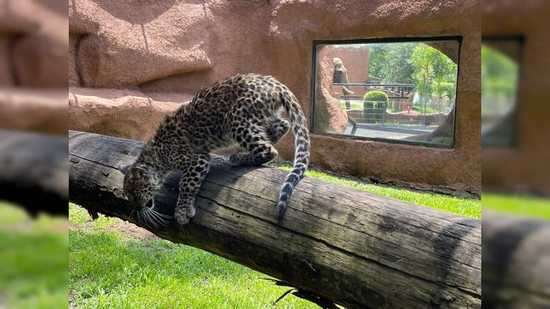 Nuevo ejemplar de leopardo en el Zoológico de Morelia