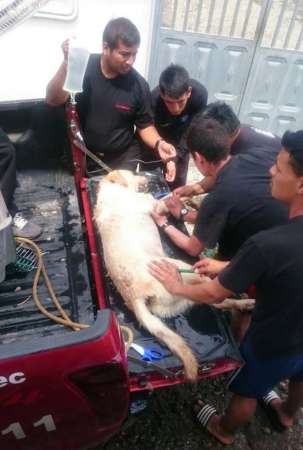  Dayko, perro resctatista muere en misión en el Ecuador  