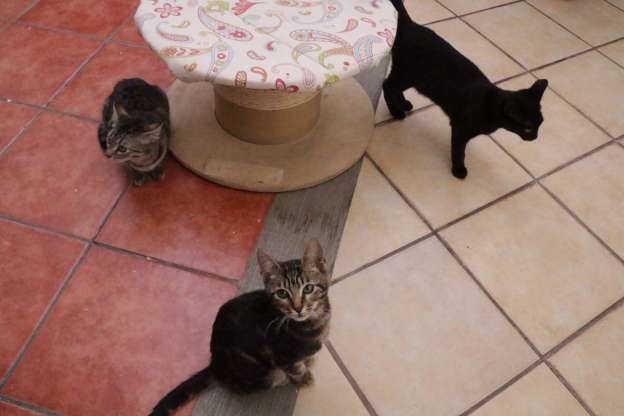 Cuarta Feria de Adopción fortalece el trato digno a perros y gatos 