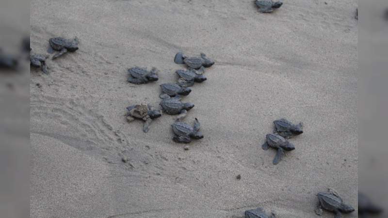 Costa de Michoacán, santuario de la tortuga marina 