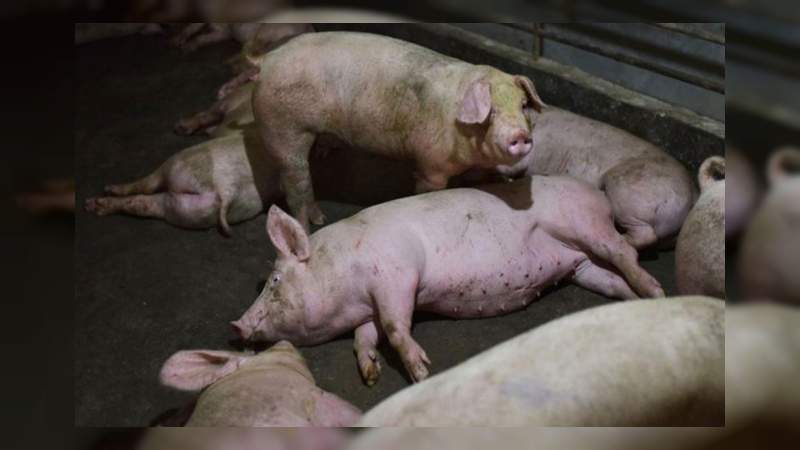 Reaparece la peste porcina africana en el continente americano: No hay vacuna para la enfermedad 