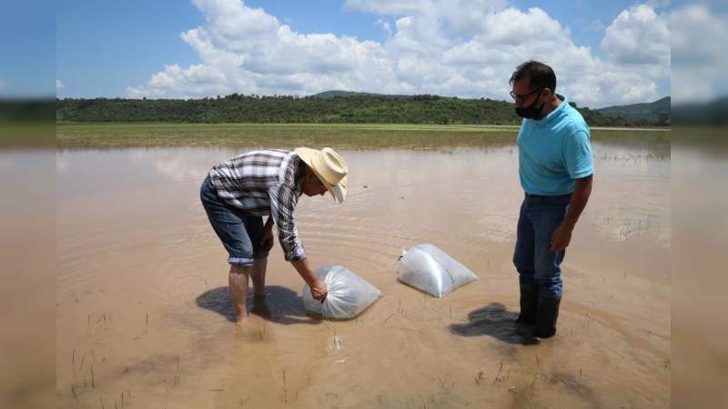 Siembra Desarrollo Rural de Morelia, 57 mil carpas en Teremendo de los Reyes 