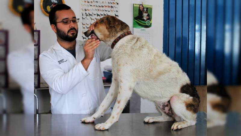 Celebran en la SSM a los médicos veterinarios hoy en su día  