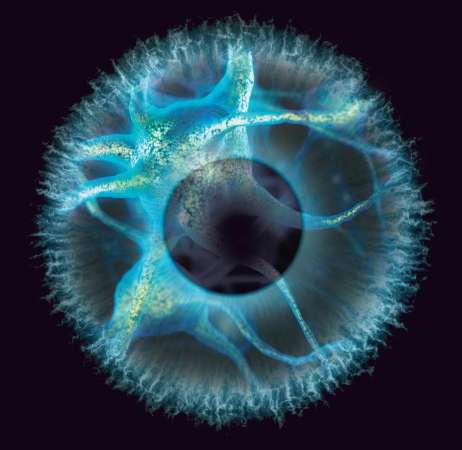 Trasplantes neuronales podrían algún día revertir la ceguera 