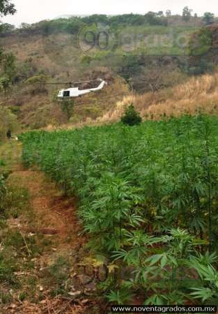 Aseguran e incineran plantío de marihuana en Tuzantla, Michoacán 
