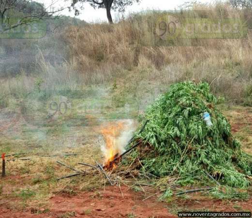 Aseguran e incineran plantío de marihuana en Tuzantla, Michoacán 
