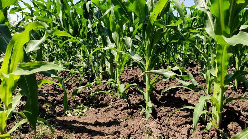 En Jiquilpan, Michoacán, los cultivos de maíz y sorgo sufren inundaciones por las indolencias del clima 