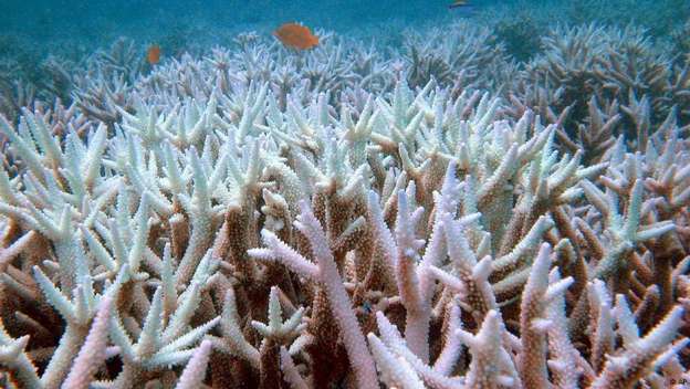 Descubren inmenso arrecife en la desembocadura del río Amazonas - Foto 2 