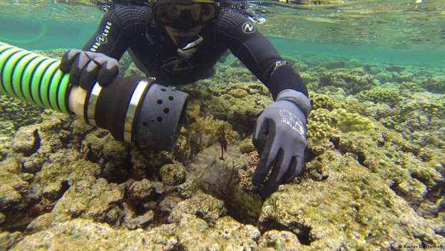 Descubren inmenso arrecife en la desembocadura del río Amazonas - Foto 3 