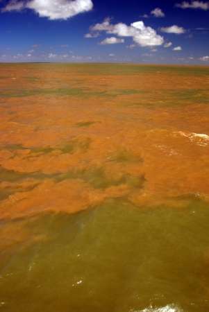 Descubren inmenso arrecife en la desembocadura del río Amazonas - Foto 4 