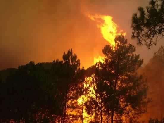 Incendio de Uruapan fue provocado: Cofom 