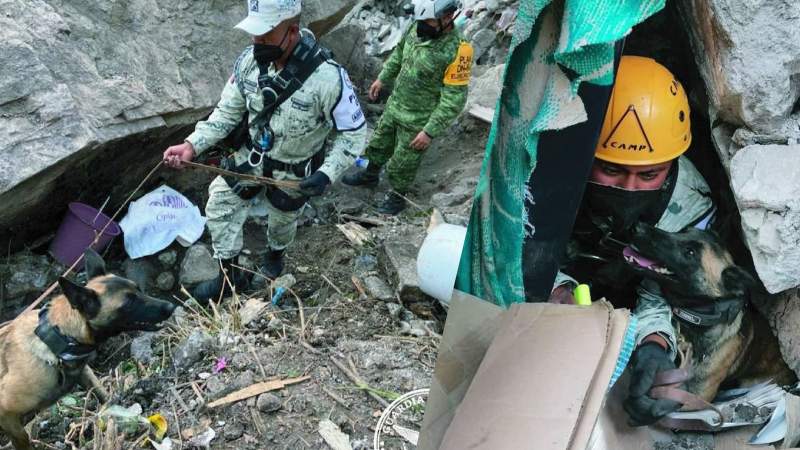 Caninos encuentran dos cuerpos tras el deslave del Cerro del Chiquihuite 