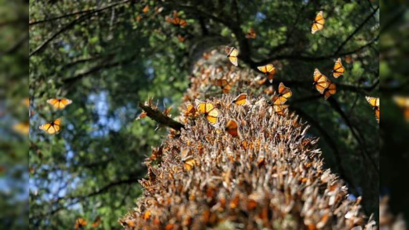 Investigadores de la UMSNH presentan proyecto “Reforestación adaptada al cambio climático para la conservación de la mariposa monarca”