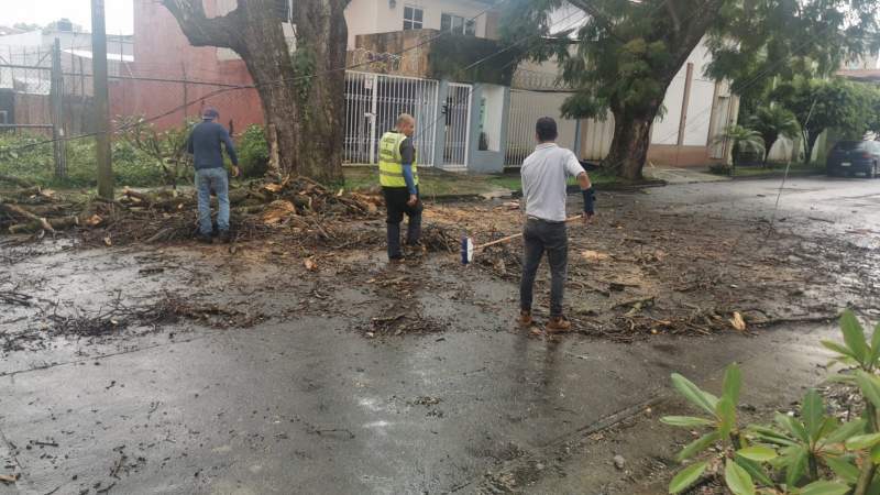 Gobierno de Uruapan retira árboles caídos por tromba 