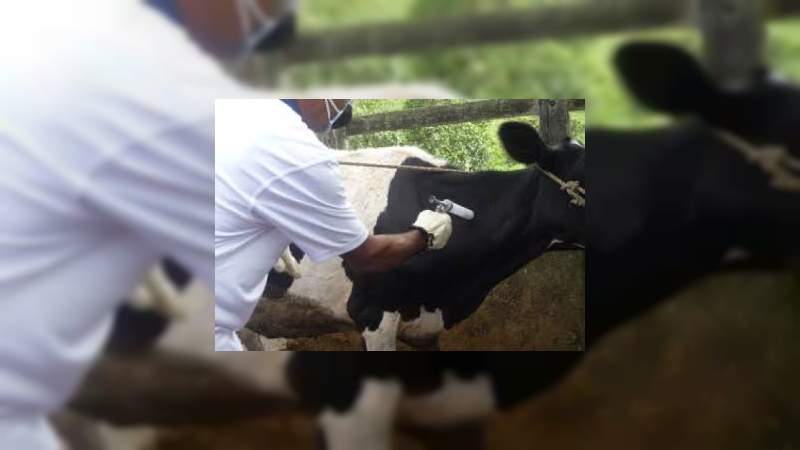 Buscan prevenir y controlar el virus de la rabia bovina en Uruapan, Michoacán 