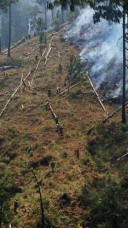 Más de 250 hectáreas de flora y fauna, devastadas por incendio en Uruapan, Michoacán - Foto 10 