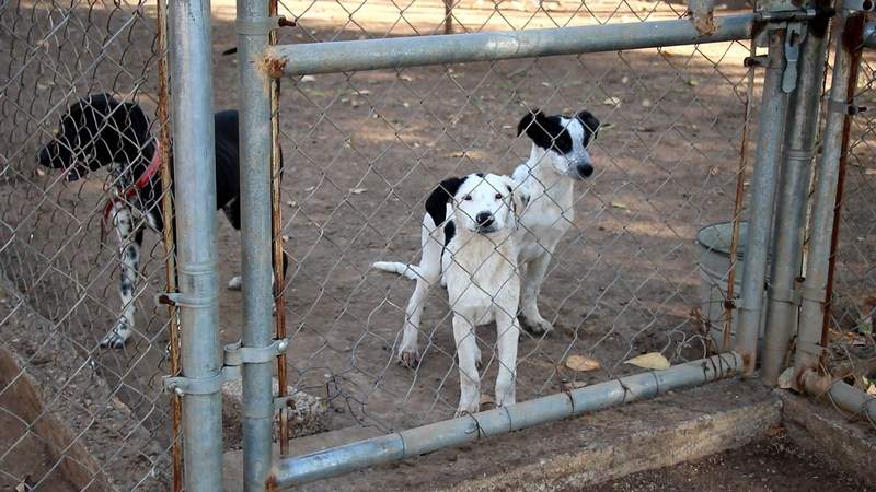 En La Piedad, Michoacán, continúa vacunación antirrábica canina y felina 