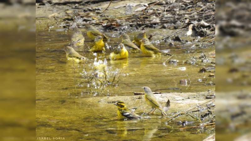 Michoacán, refugio de más de 500 especies de aves 