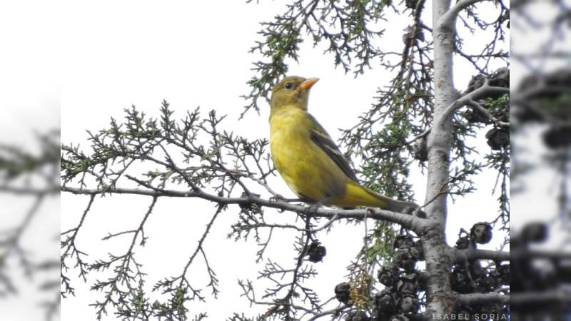 Michoacán, refugio de más de 500 especies de aves 