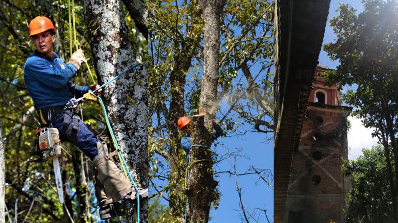 Poda preventiva de árboles en el Parque Nacional 