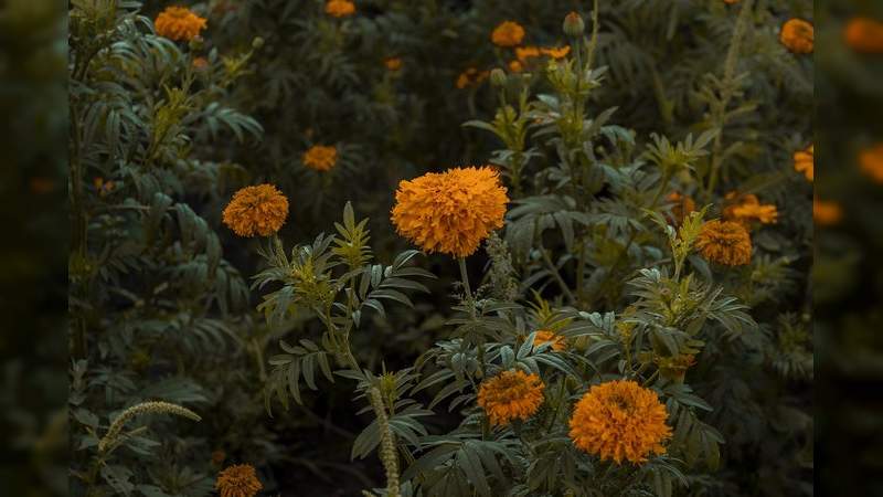 Flor de cempasúchil hasta los 80 pesos en Michoacán 