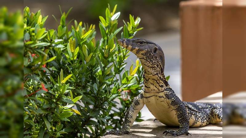 Nuevo integrante en la familia Varanidae en el zoo de Morelia 