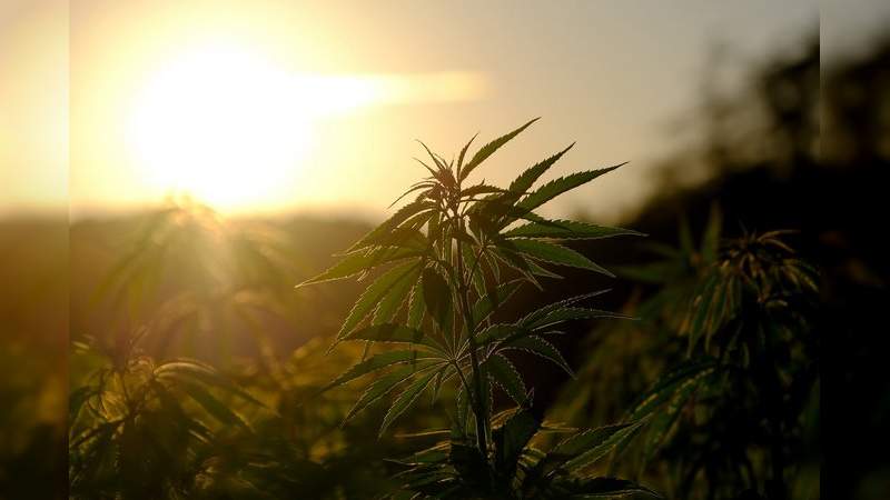 Empresarios pretenden plantar cáñamo en Michoacán 