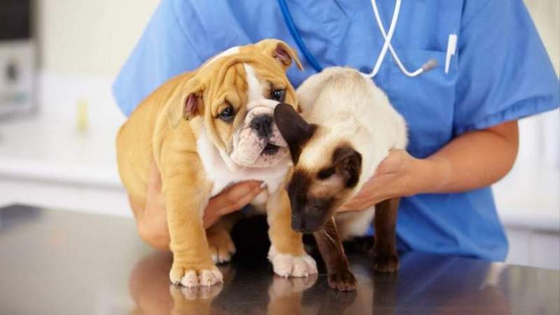Te contamos porque no existe una vacuna anticovid para los perros y gatos 