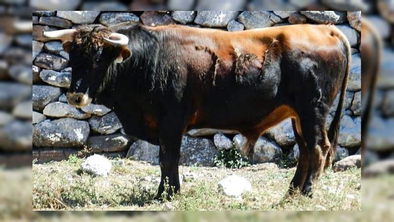 Hoy en la Monumental de Morelia, el mano a mano entre Carlos Mauricio y Patricio Villicaña