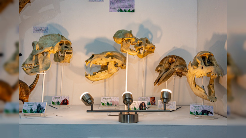 Anuncia UMSNH reapertura del Museo de Historia Natural 