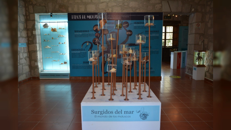 Anuncia UMSNH reapertura del Museo de Historia Natural 