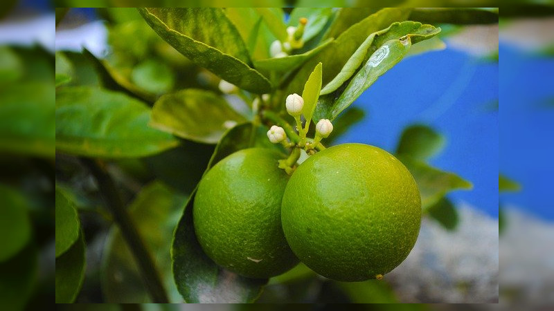 Hasta 30 pesos se paga el kilo de limón al productor en el Tianguis Limonero de Apatzingán  