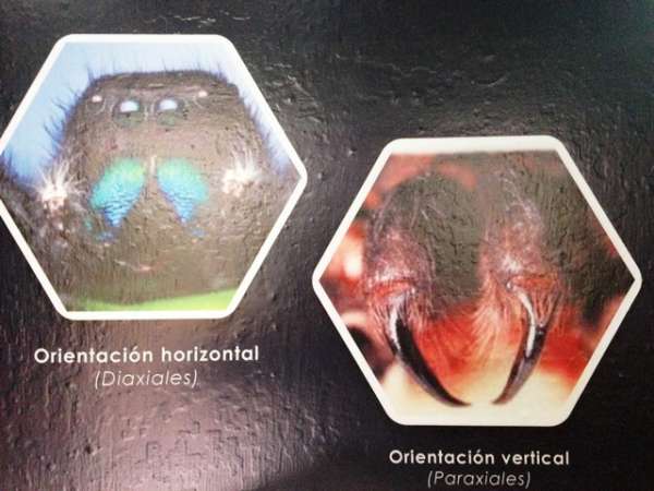 Exhiben Plantas y Animales Venenosos en el Museo de Historia Natural de la UMSNH - Foto 0 